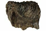 Woolly Mammoth Lower M Molar - North Sea Deposits #298458-1